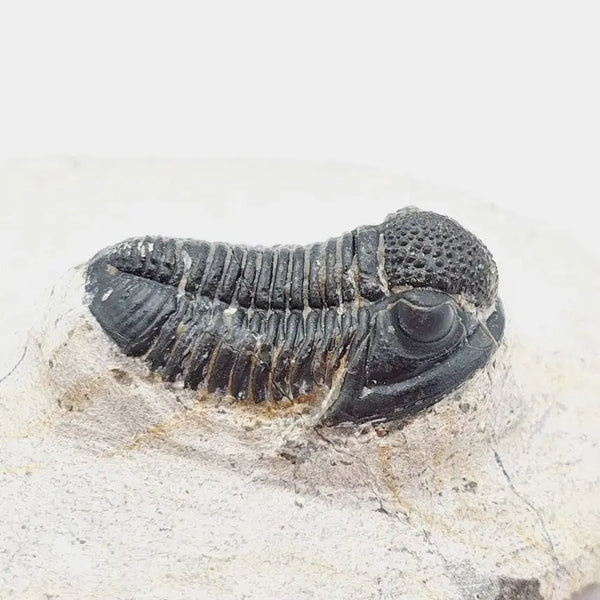 [BUNJANG] Gerastos Trilobite Fossil / 게라스토스 삼엽충