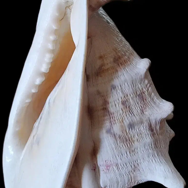 [BUNJANG] Rare Cockcomb Shell (Cassis Cornuta) - Large Decorative Piece / 닭볏고둥(뿔투구고둥)