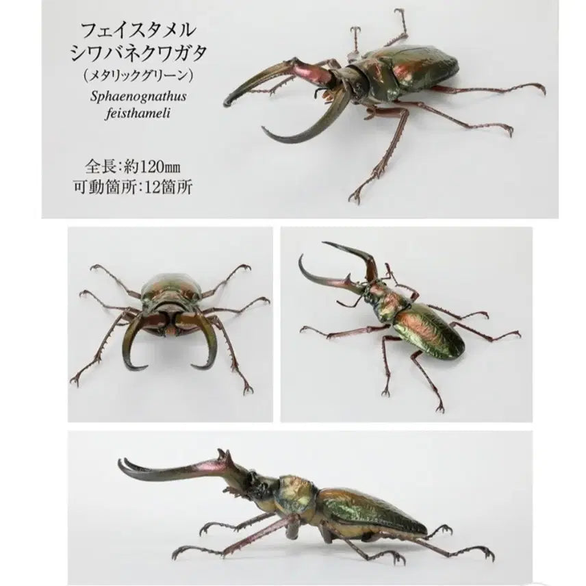 [BUNJANG] Bio-Encyclopedia Festameri Stag Beetle Metallic Green 120mm / 생물대도감 훼스타메리 네눈박이 사슴벌레 메탈릭 그린 120mm
