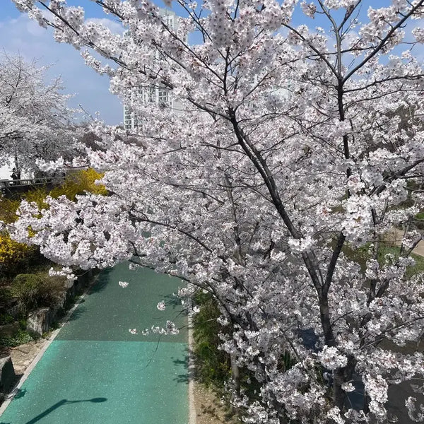 [BUNJANG] 4월 무릉도원 Cherry Blossom / 벚꽃