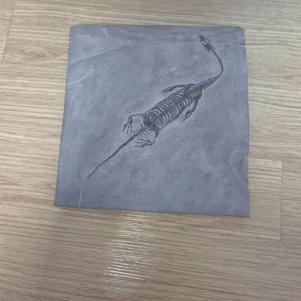 [BUNJANG] Kshusaurus Skeleton Fossil (Guizhou Province) / 준성체급 귀주룡 케이초우사우루스 전신골격 화석 판매합니다
