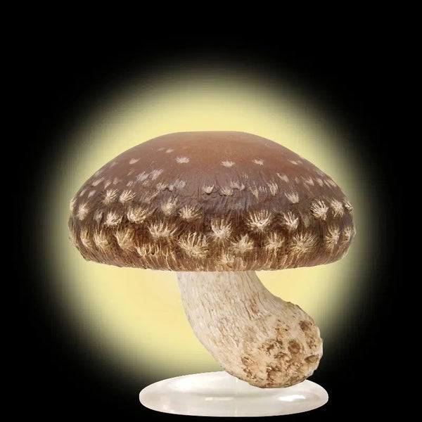 [BUNJANG] Shiitake Mushroom Gacha / 표고버섯 가챠