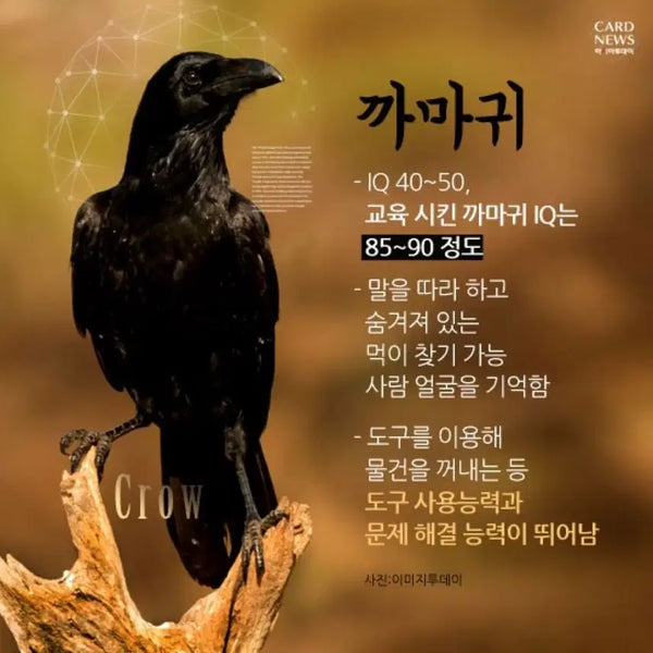 [BUNJANG] 2027 Era Talent Preparatory Academy English National Survival Mock Exams (All Sessions) / 2027 시대인재 재수종합 영어 전국서바이벌 전회차