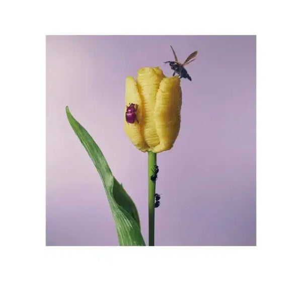 [BUNJANG] Aimyon 3rd Album 'Maitome' LP / 아이묭 3집 맛있는 파스타가 있다고들어서 LP