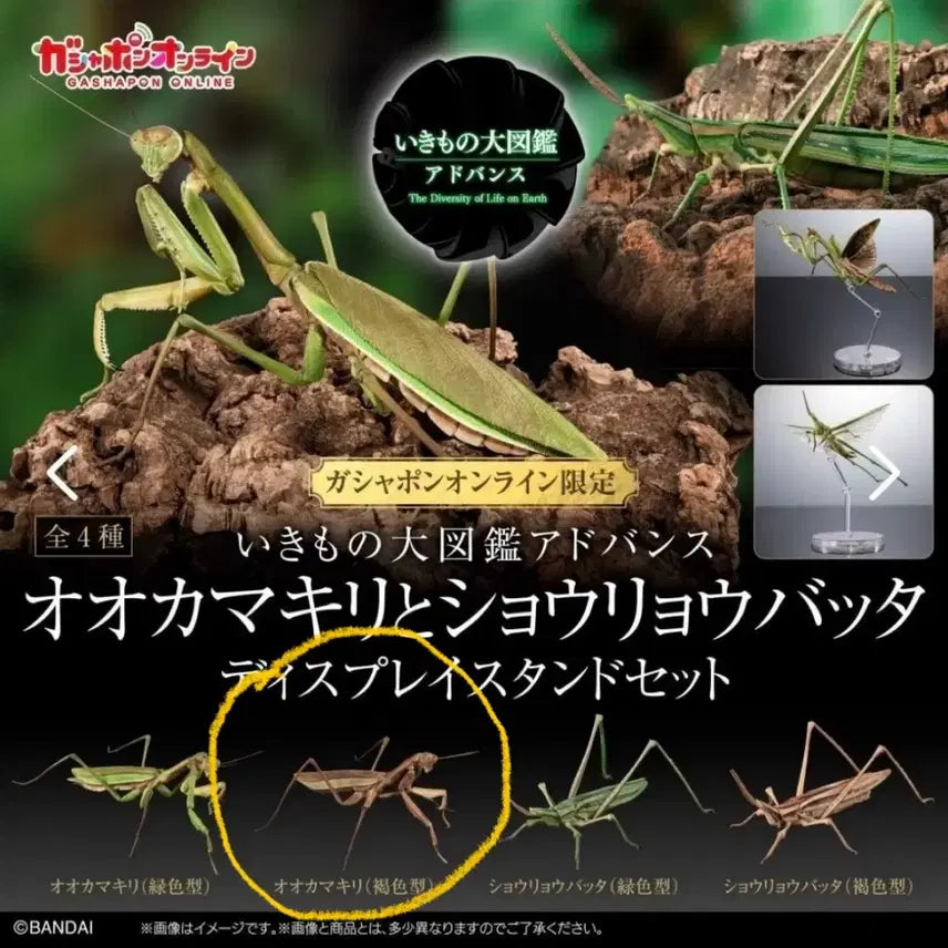 [BUNJANG] Bio Encyclopedia Advance Giant Stick Insect Brown Capsule Edition Unsealed Good Condition / 생물대도감 어드밴스 왕사마귀 갈색 캡슐판 개봉양품