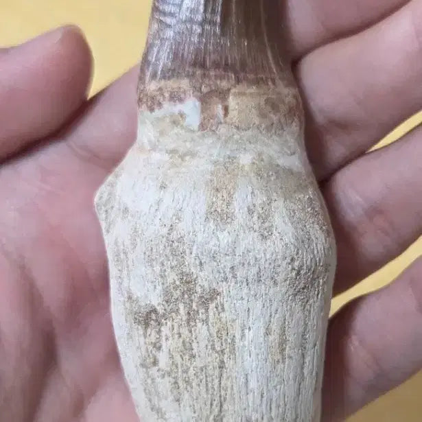 [BUNJANG] Authentic Tylosaurus Tooth Fossil / 진품 틸로사우루스 이빨 화석 판매합니다!