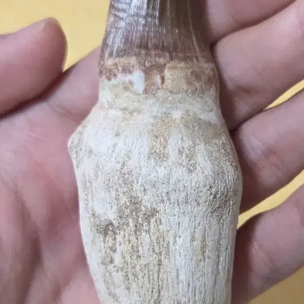 [BUNJANG] Authentic Tylosaurus Tooth Fossil / 진품 틸로사우루스 이빨 화석 판매합니다!