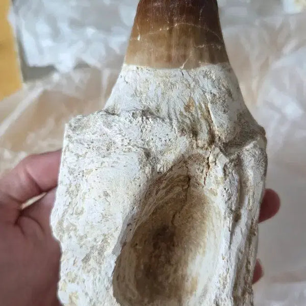 [BUNJANG] Authentic Mosasaurus Tooth Fossil with Jaw Fragment (16cm) / 진품 모사사우루스 이빨(턱 포함) 화석 판매합니다!