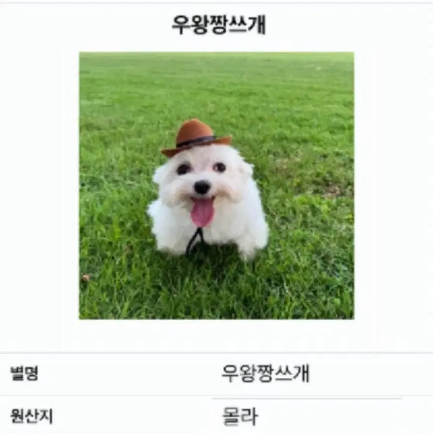 [BUNJANG] Mongga Pouch / ㅗ몽가파우치