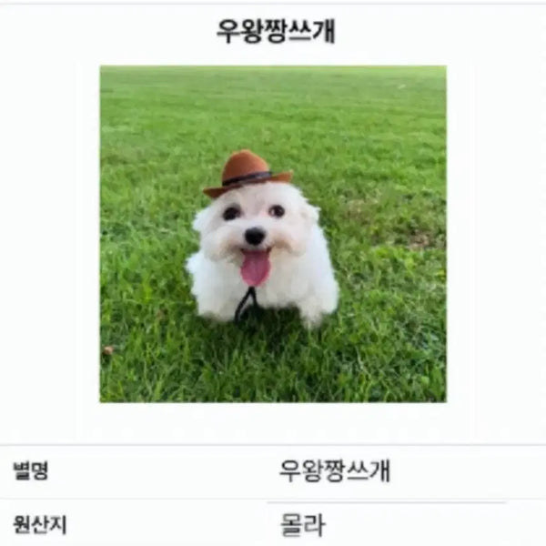 [BUNJANG] Mongga Pouch / ㅗ몽가파우치