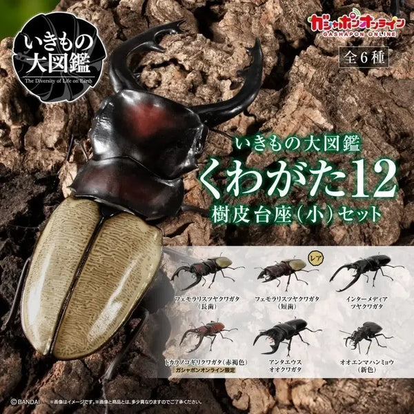 [BUNJANG] Bandai Insect Encyclopedia Stag Beetle Vol. 12 Complete Set / 반다이 생물대도감 사슴벌레 12탄