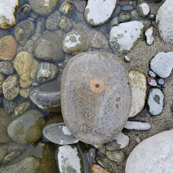 [BUNJANG] Natural Stone "Moonstone" Display Piece (Approx. 20cm) / 수석 자연석 월석 크기 20센치정도