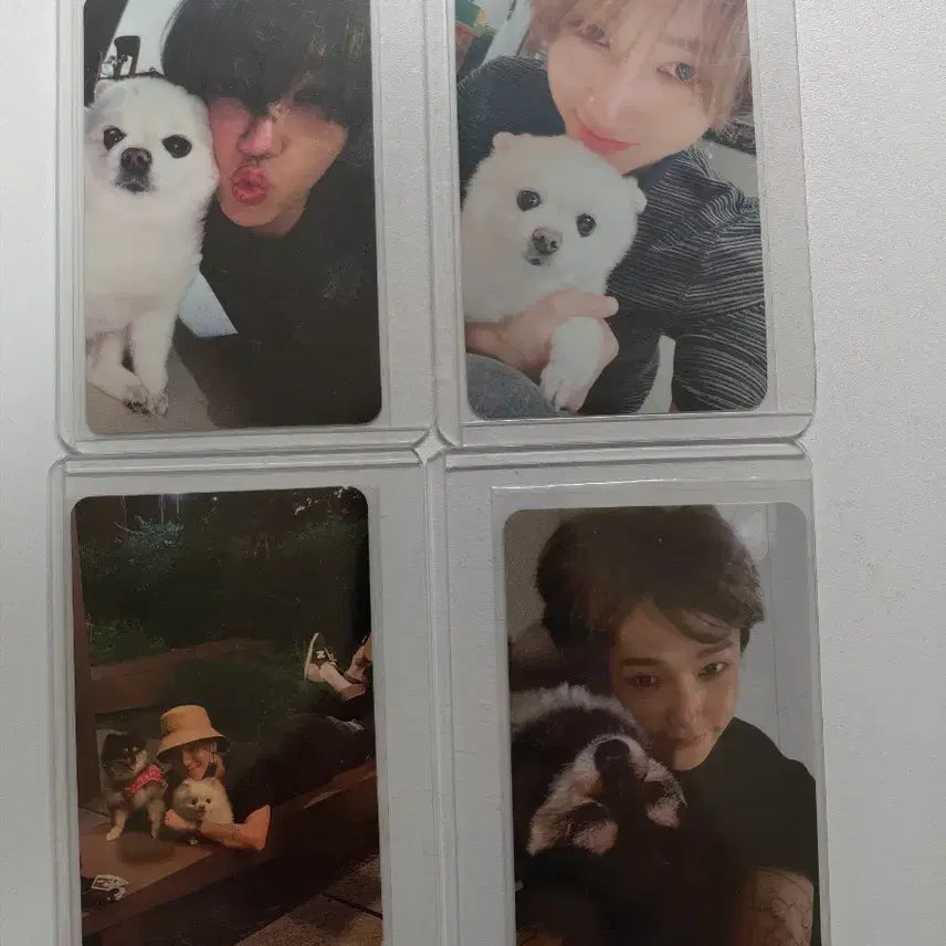 [BUNJANG] Super Junior Yesung 'Puppy' Photocard Bundle Set / 슈퍼주니어 예성  강아지 포카 4장 일괄