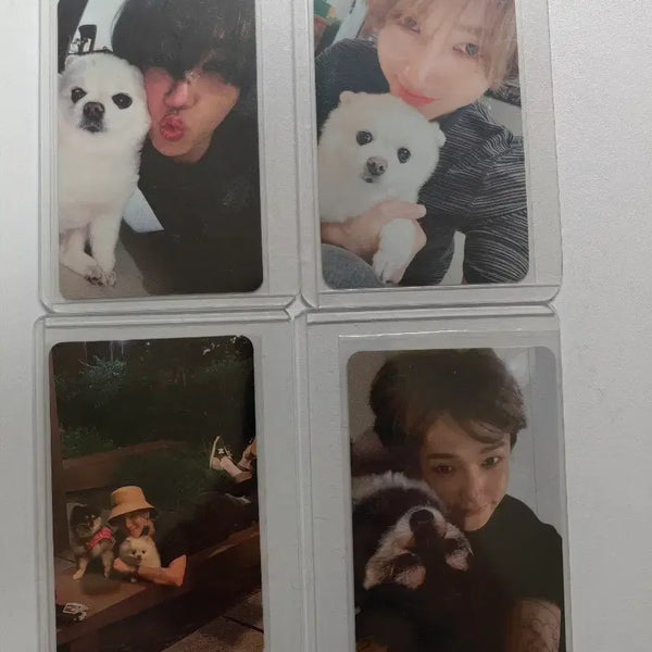 [BUNJANG] Super Junior Yesung 'Puppy' Photocard Bundle Set / 슈퍼주니어 예성  강아지 포카 4장 일괄