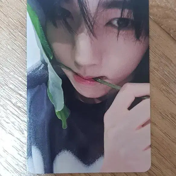 [BUNJANG] ZB1 Han Yu Jin Everline Totoro Photocard / 제베원 앤더블 한유진 에버라인 토토로 포카