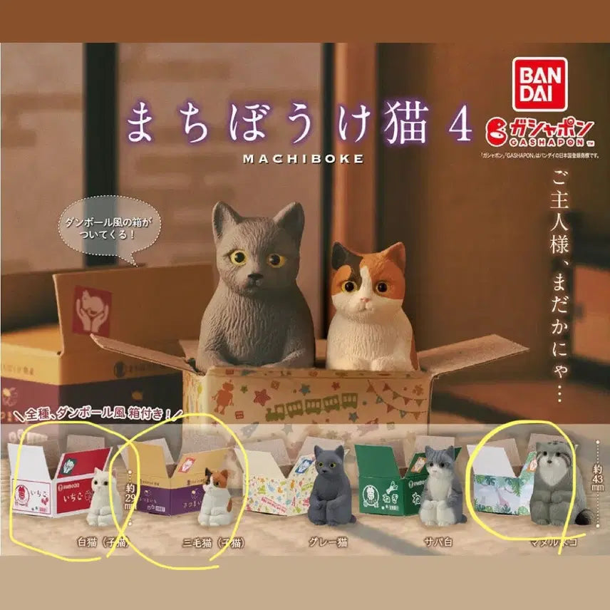 [BUNJANG] Bandai Machiboke Cat Figure / 반다이 마치보케 가챠 고양이 피규어 언제오려나 마치보우케 상자 냥이 삼색이 동물