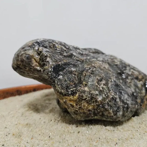 [BUNJANG] Unique Turtle Pattern Natural Stone Display Piece / 수석 자연석 거북이 호피석 크기 18 - 11 - 8