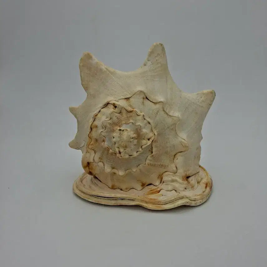 [BUNJANG] Large Horned Helmet Conch Shell Natural Object / 대형 뿔투구고둥 천연 소라 오브제