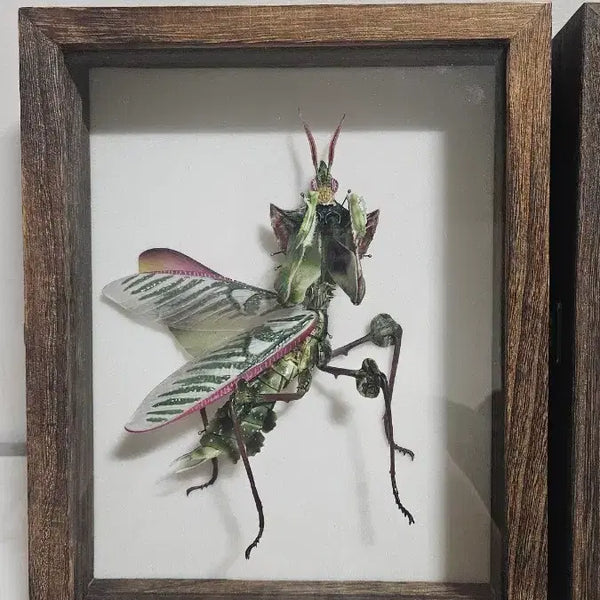 [BUNJANG] Devil's Flower Mantis Pair / 생물대도감 악마꽃 사마귀 한쌍