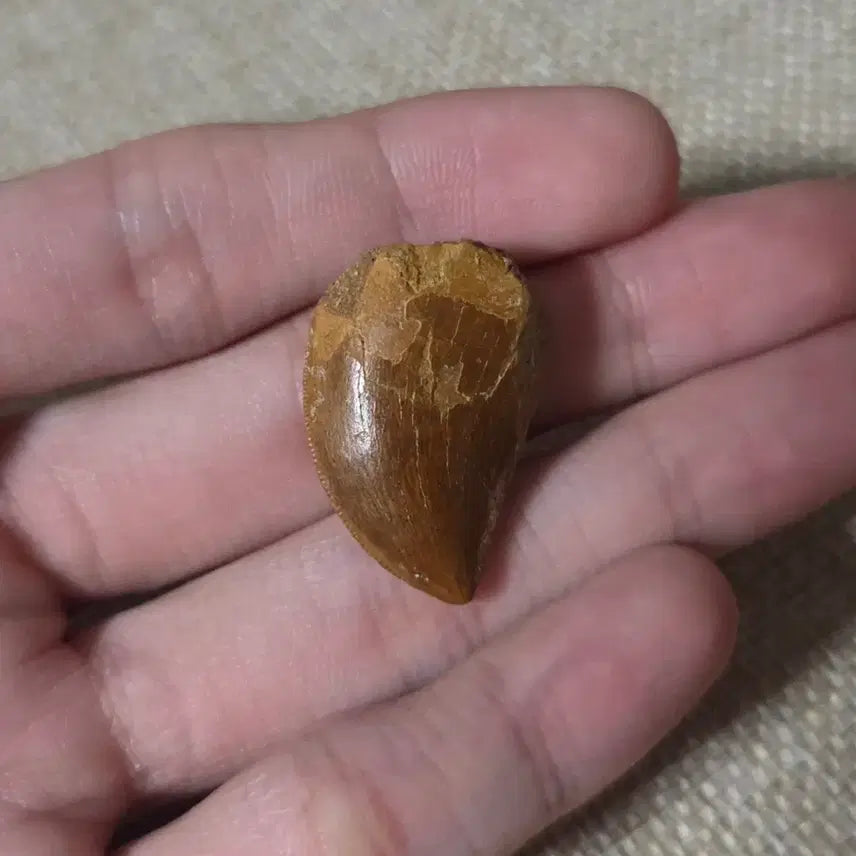 [BUNJANG] Authentic Carcharodontosaurus Tooth Fossil / 진품 카르카로돈토사우루스 이빨 화석 싸게 판매합니다!