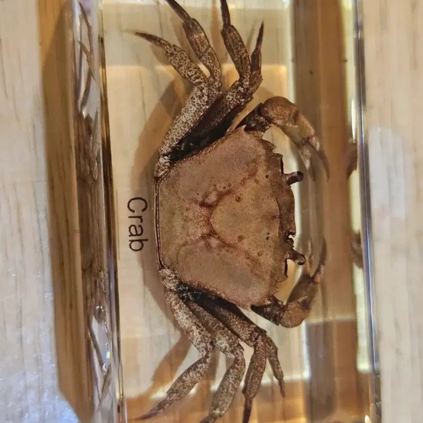 [BUNJANG] Crab Resin Specimen / 꽃게 레진 표본