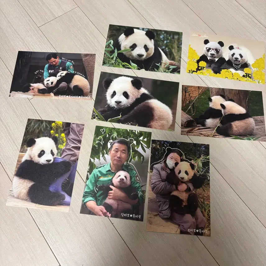 [BUNJANG] Bao Family Postcard Bundle Set / 바오패밀리 엽서 (일괄판매)