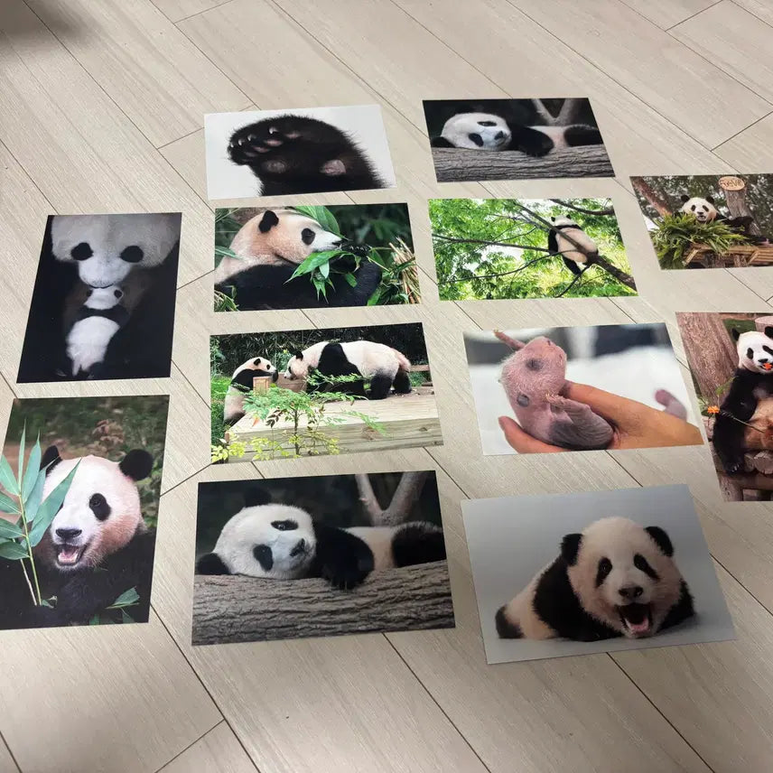[BUNJANG] Fu Bao Postcard Bundle Set / 푸바오 엽서 일괄