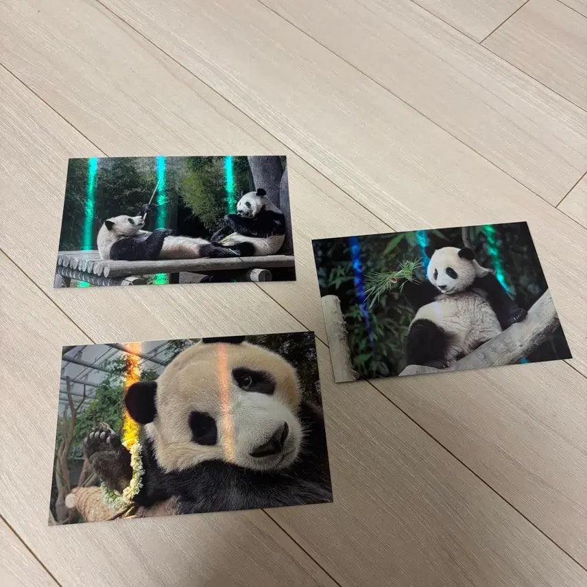 [BUNJANG] Fu Bao Edition Postcard Bundle Set / 푸바오 에디숀 엽서 (일괄판매)