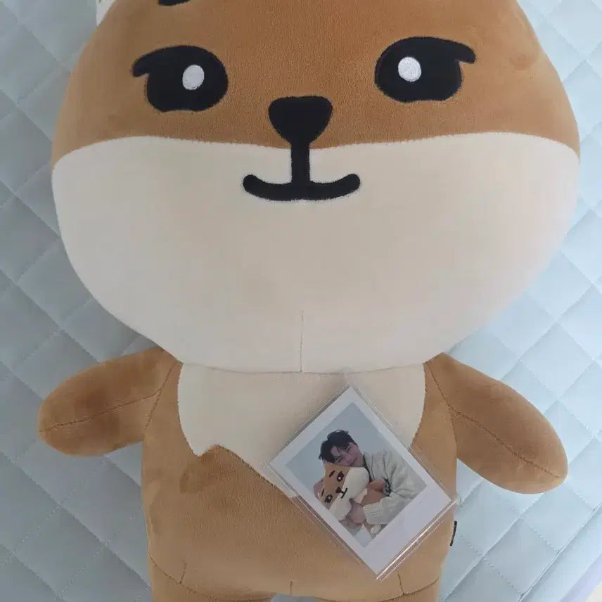 [BUNJANG] Day6 Denimals Giant Plush / 데이식스 자이언트 데니멀즈 케