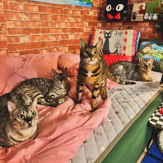 [BUNJANG] Cat Illustration Cushion and Wall Art Set / 이*자님