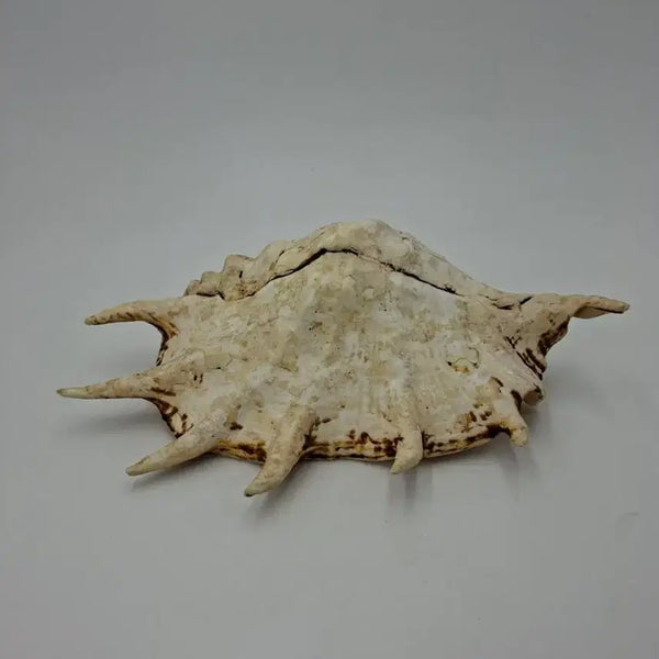 [BUNJANG] Large Giant Spider Conch Natural Shell Decor / 대형 자이언트 스파이더 콘치 천연 조개 오브제