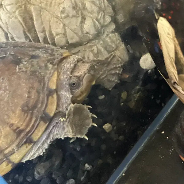 [BUNJANG] American Alligator Snapping Turtle (Female) / 거북이 아메리칸 메이저백 머스크터틀