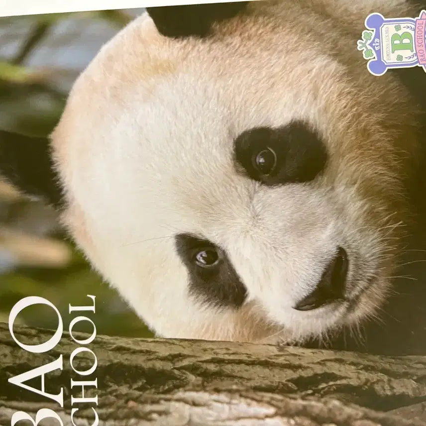 [BUNJANG] Fu Bao Season's Greetings / 푸바오 시즌그리팅