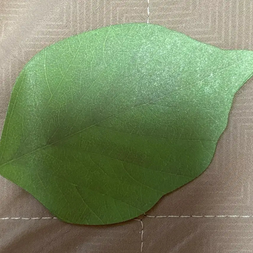 [BUNJANG] Leaf Memo Pad (4 Sheets) / 나뭇잎 메모지 4장