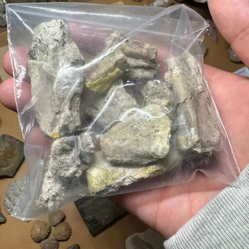 [BUNJANG] Psittacosaurus Bone Fossil Fragments / 프시타코사우루스 뼈화석들