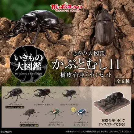 [BUNJANG] Creature Encyclopedia Rhinoceros Beetle Vol. 11 Full Set / 생물대도감 장수풍뎅이 11탄 풀 세트 (3개 남음!!!)